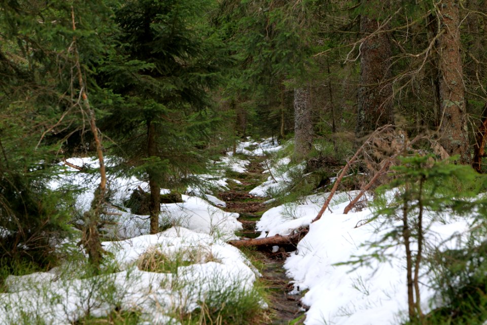 Trail on Hoher Ochsenkopf 2020-03-15 49