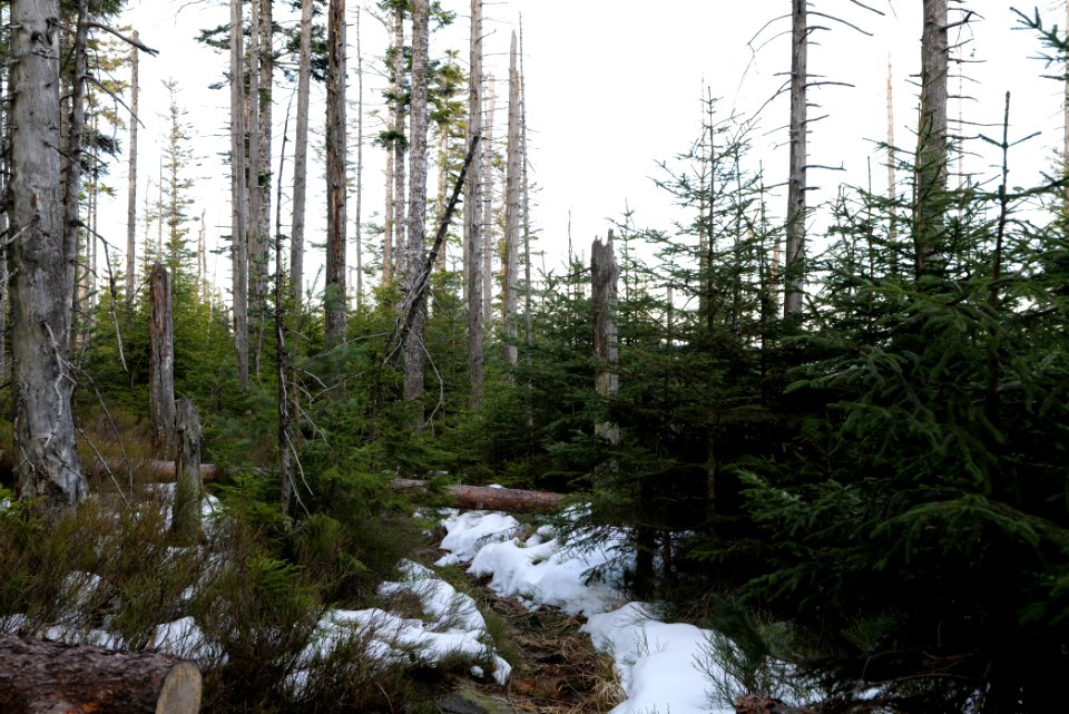Trail on Hoher Ochsenkopf 2020-03-15 68