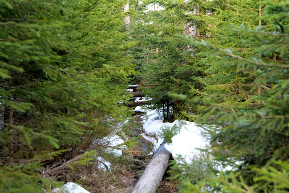 Trail on Hoher Ochsenkopf 2020-03-15 73
