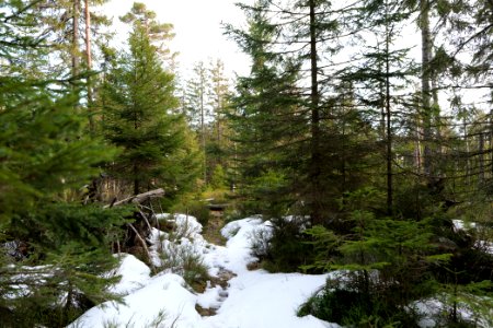 Trail on Hoher Ochsenkopf 2020-03-15 59