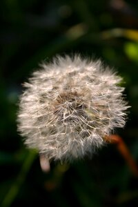 Meadow pointed flower close up