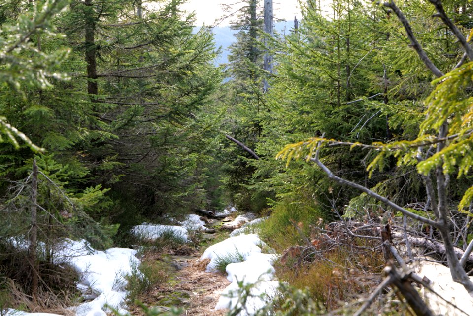 Trail on Hoher Ochsenkopf 2020-03-15 34