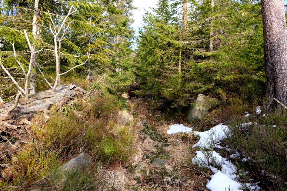 Trail on Hoher Ochsenkopf 2020-03-15 32