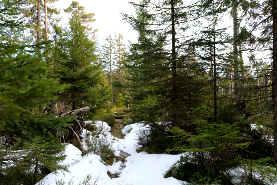 Trail on Hoher Ochsenkopf 2020-03-15 60