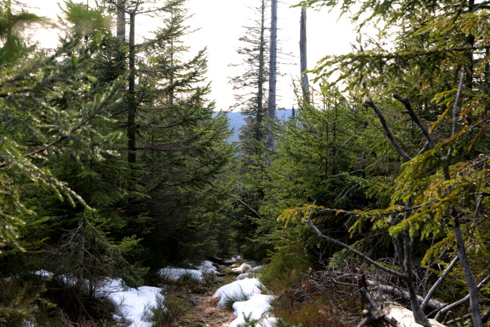 Trail on Hoher Ochsenkopf 2020-03-15 36