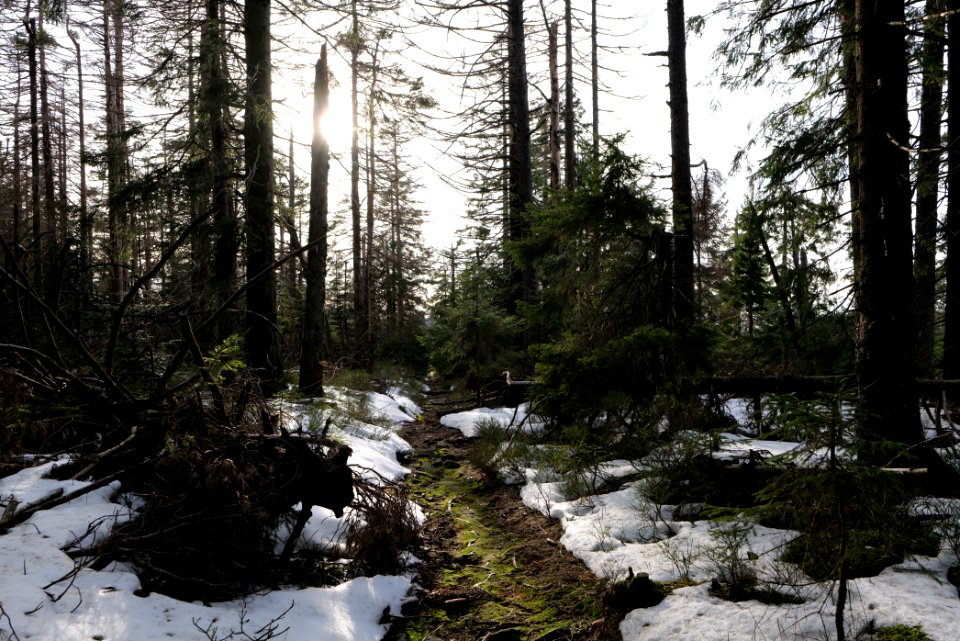 Trail on Hoher Ochsenkopf 2020-03-15 41
