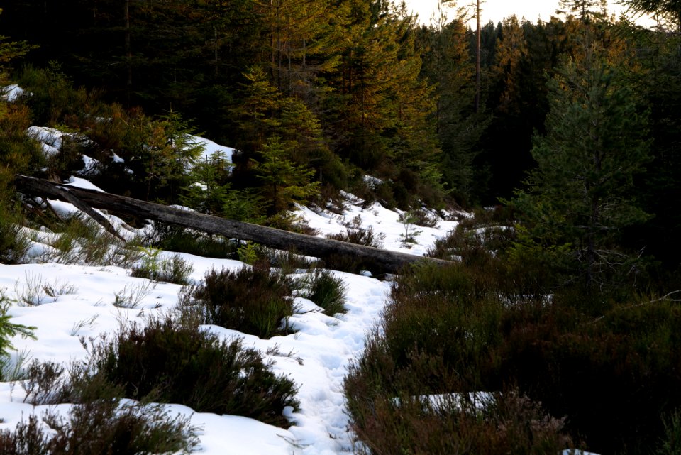 Trail on Hoher Ochsenkopf 2020-03-15 148