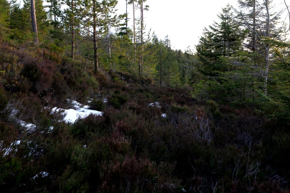 Trail on Hoher Ochsenkopf 2020-03-15 143