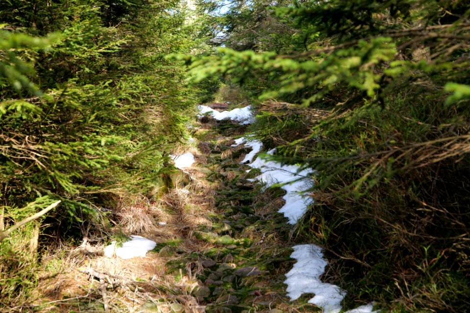 Trail on Hoher Ochsenkopf 2020-03-15 30