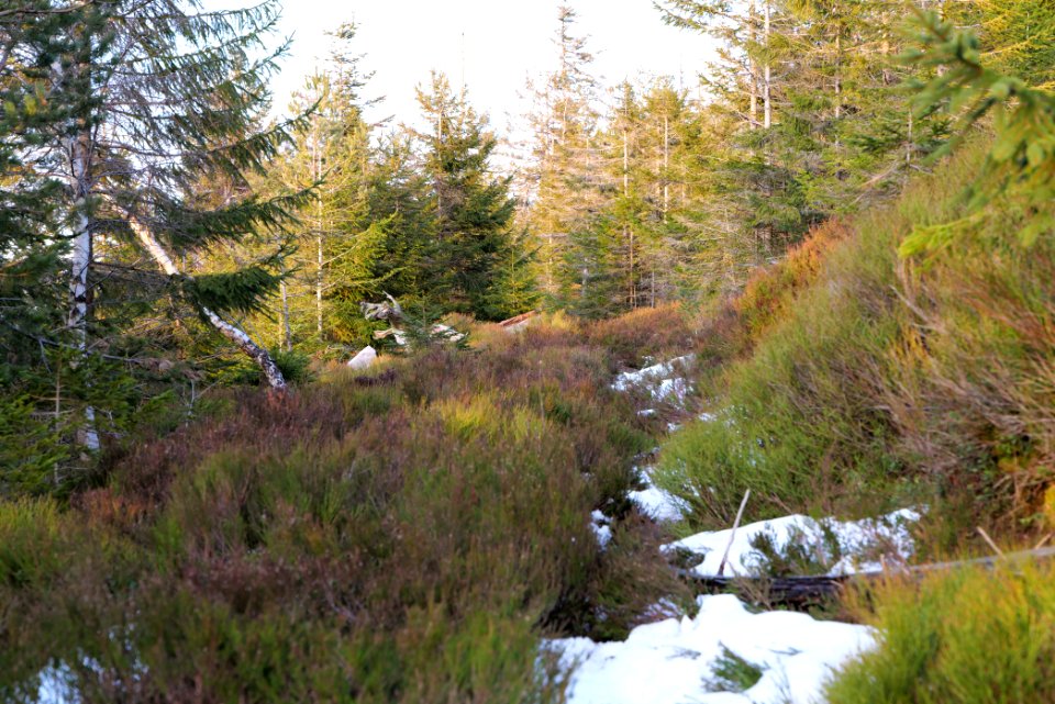 Trail on Hoher Ochsenkopf 2020-03-15 133