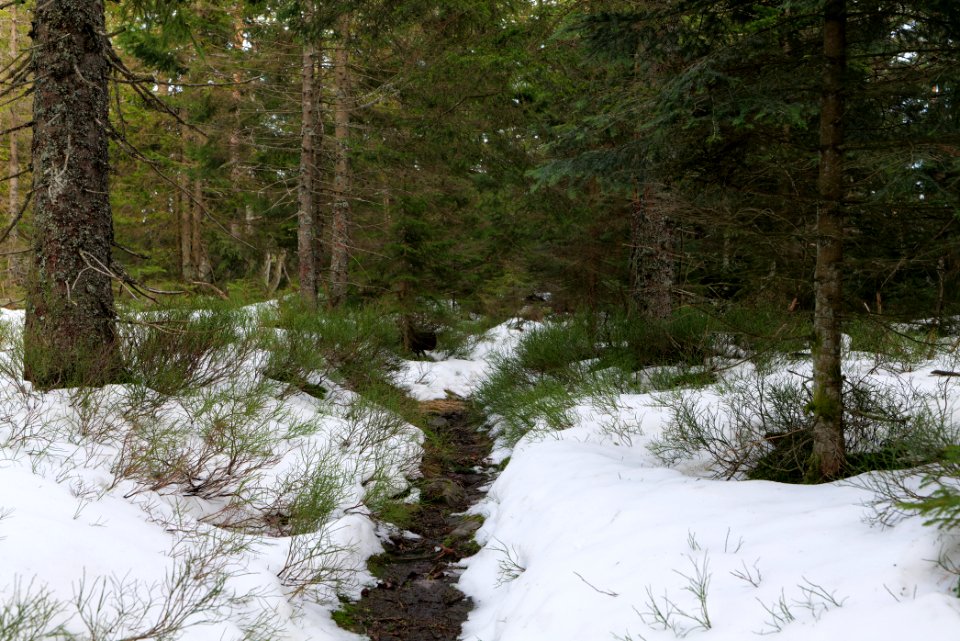 Trail on Hoher Ochsenkopf 2020-03-15 52