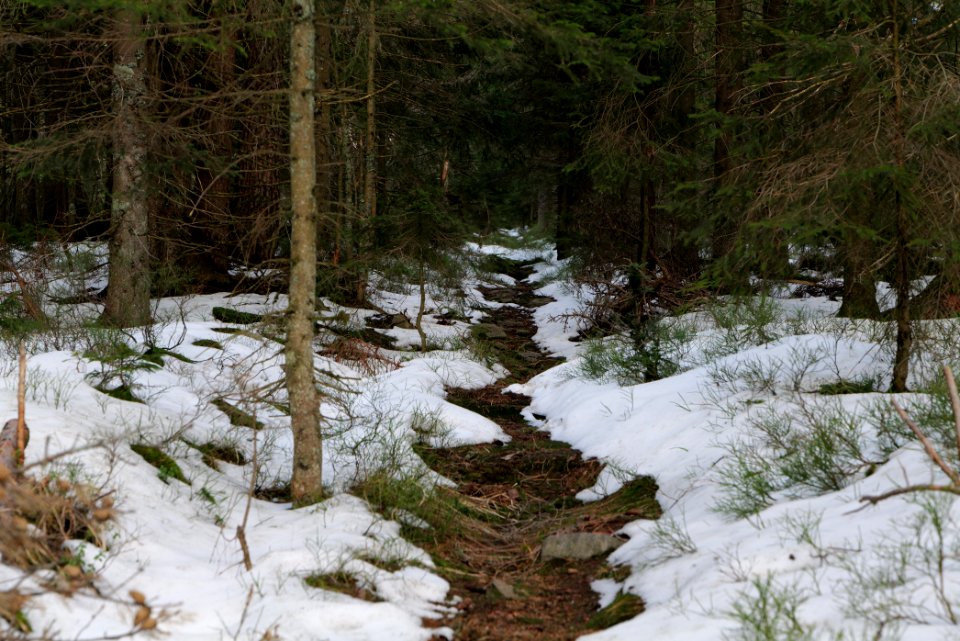 Trail on Hoher Ochsenkopf 2020-03-15 47