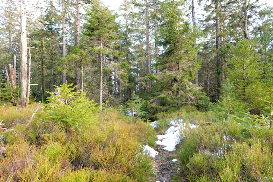 Trail on Hoher Ochsenkopf 2020-03-15 65