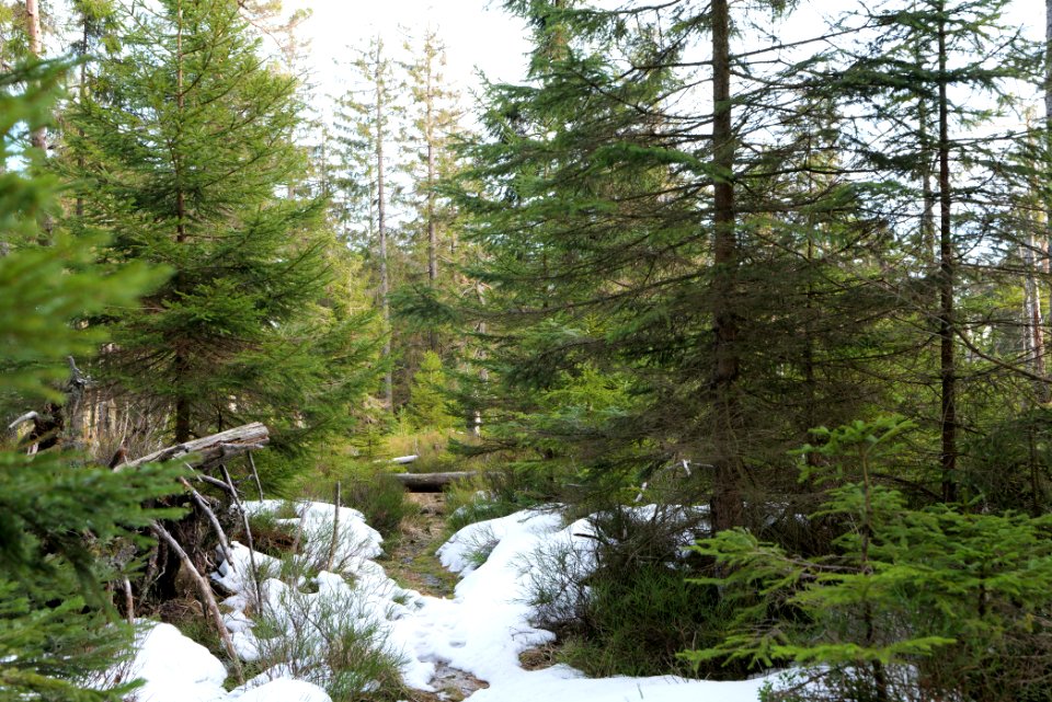 Trail on Hoher Ochsenkopf 2020-03-15 61