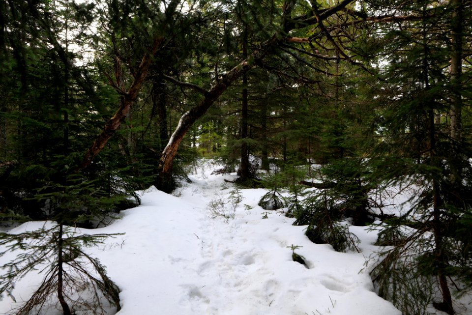 Trail on Hoher Ochsenkopf 2020-03-15 54