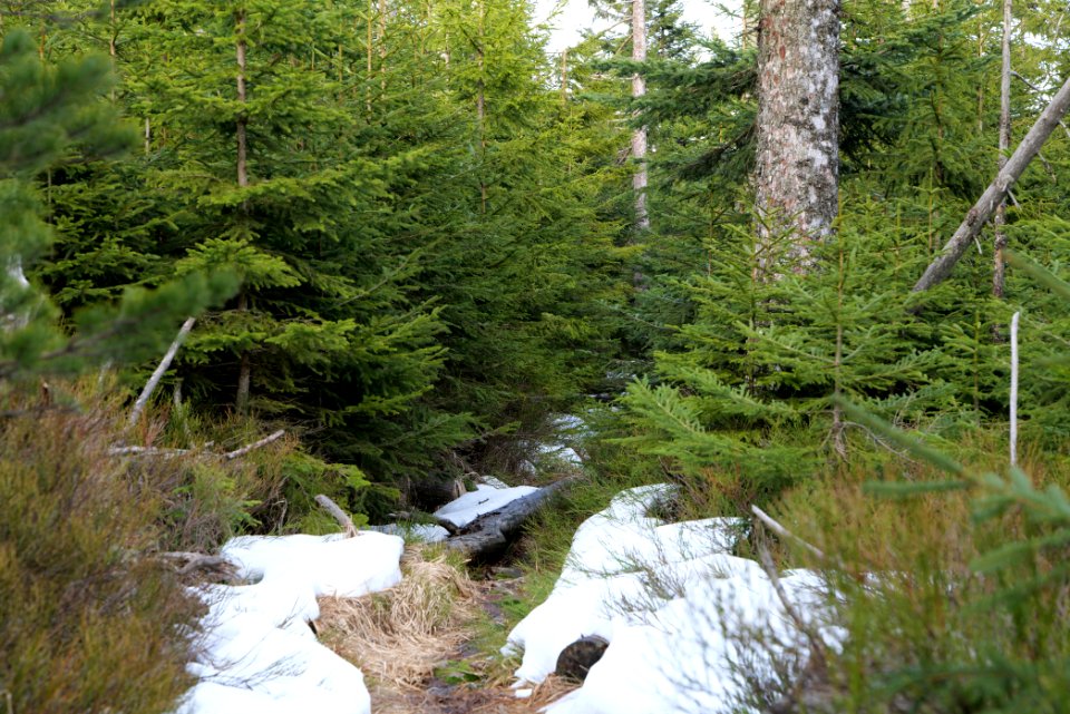 Trail on Hoher Ochsenkopf 2020-03-15 71