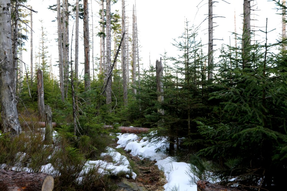 Trail on Hoher Ochsenkopf 2020-03-15 67