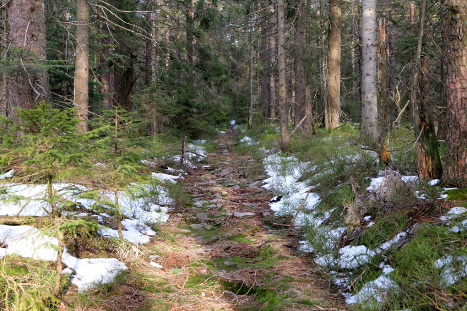 Trail on Hoher Ochsenkopf 2020-03-15 43