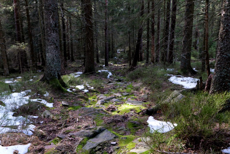Trail on Hoher Ochsenkopf 2020-03-15 17