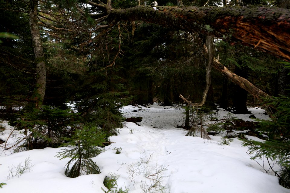 Trail on Hoher Ochsenkopf 2020-03-15 53