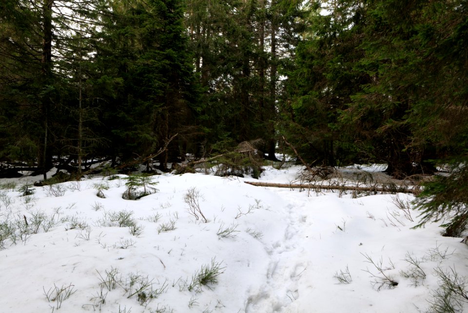 Trail on Hoher Ochsenkopf 2020-03-15 55