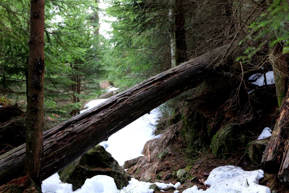 Trail on Hoher Ochsenkopf 2020-03-15 76