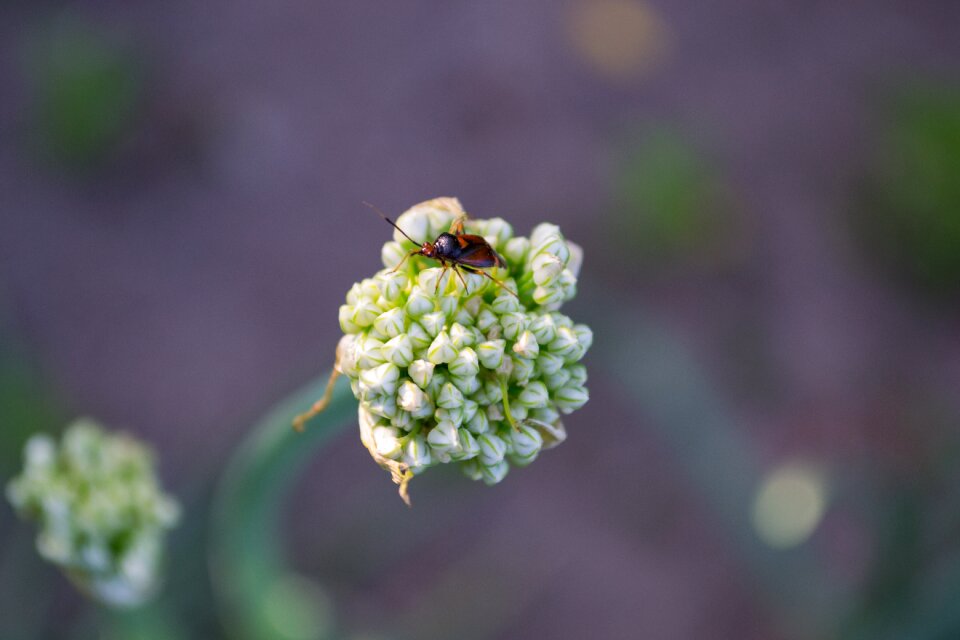 Beetle insect on a flower summer