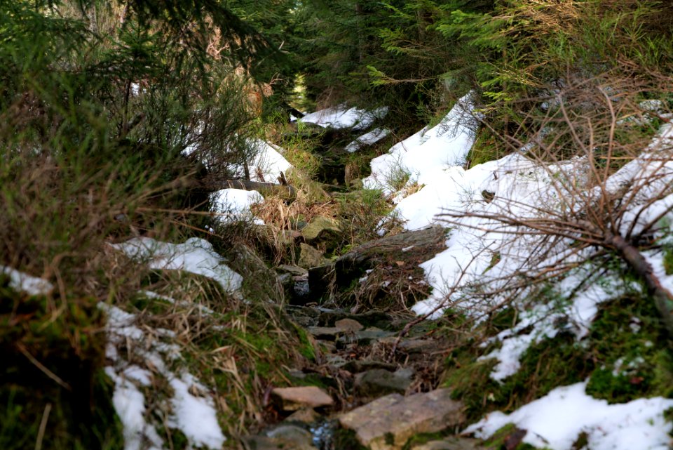 Trail on Hoher Ochsenkopf 2020-03-15 19