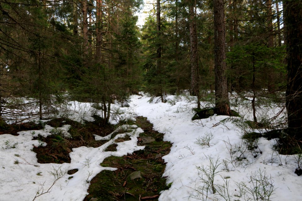 Trail on Hoher Ochsenkopf 2020-03-15 44