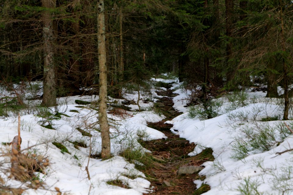 Trail on Hoher Ochsenkopf 2020-03-15 46