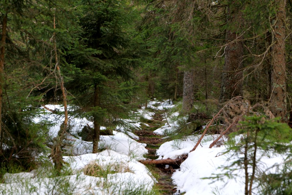 Trail on Hoher Ochsenkopf 2020-03-15 48