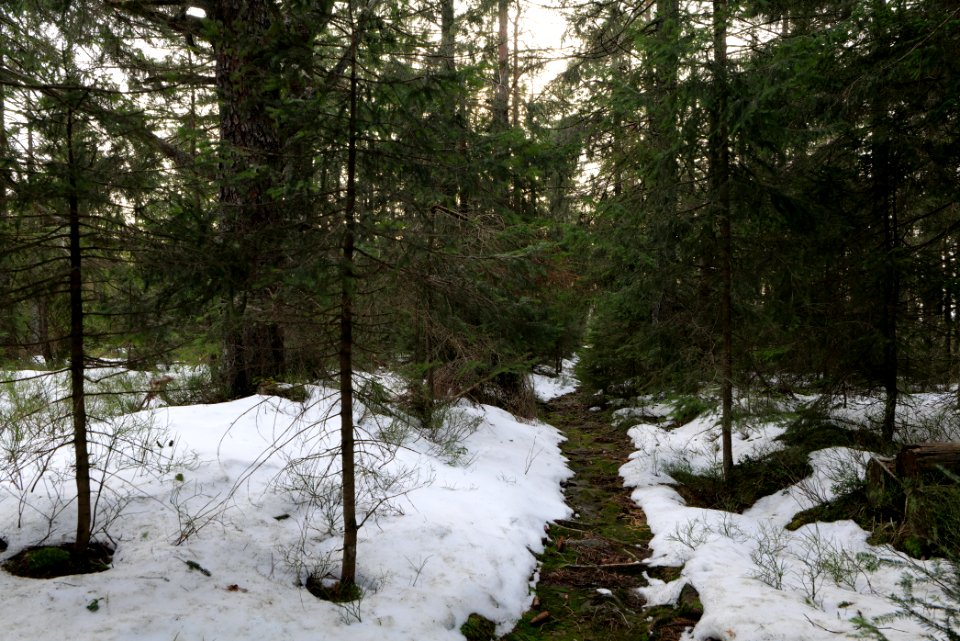 Trail on Hoher Ochsenkopf 2020-03-15 45