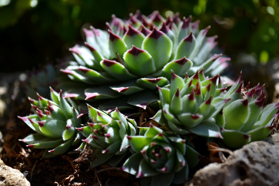 Growth natural garden