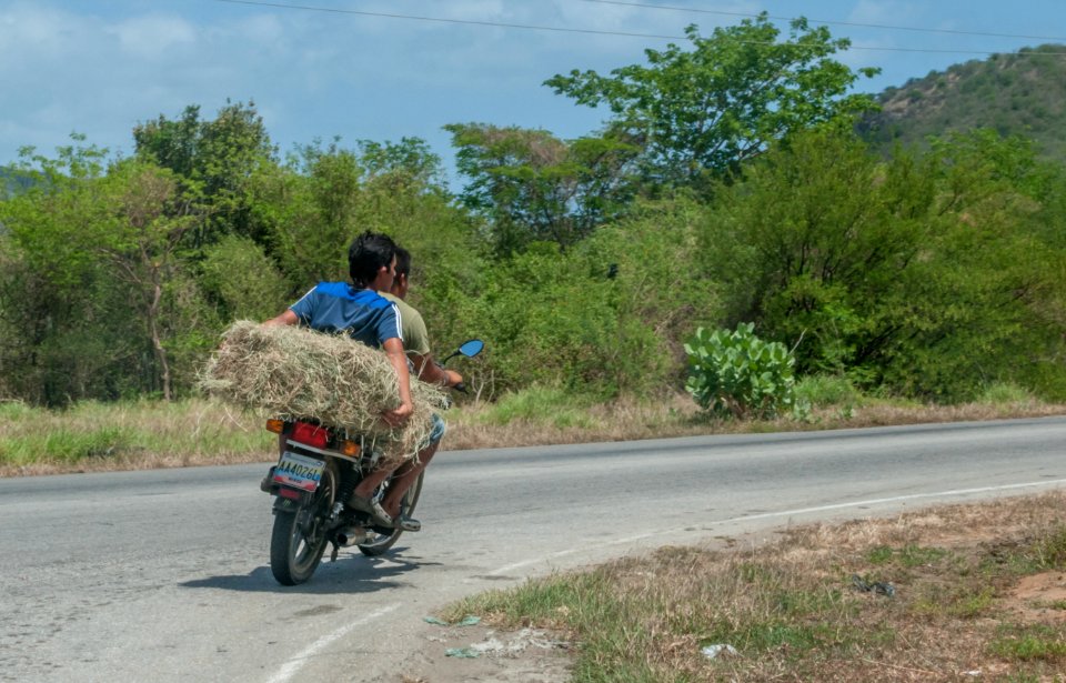 Transporting food for goats