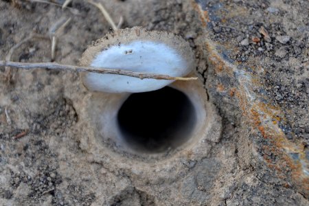 Trap Door Spider (2)