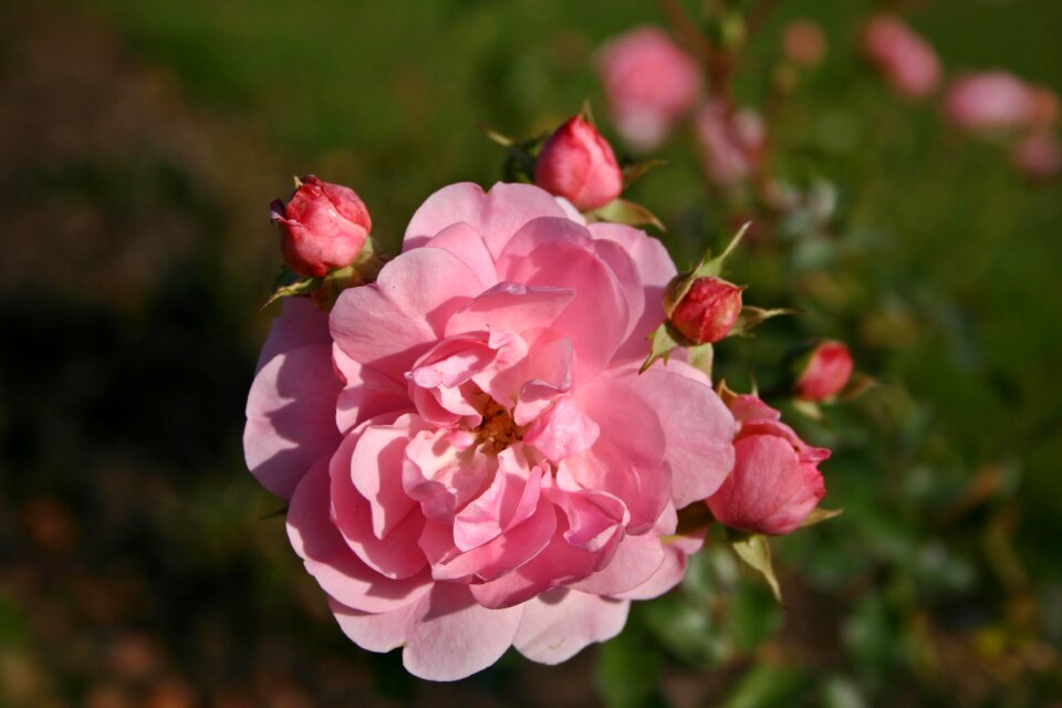 Nature blossom bloom
