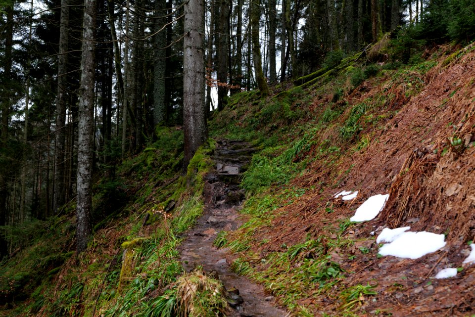 Trail to Sankenbach Waterfalls 2020-03-12 02
