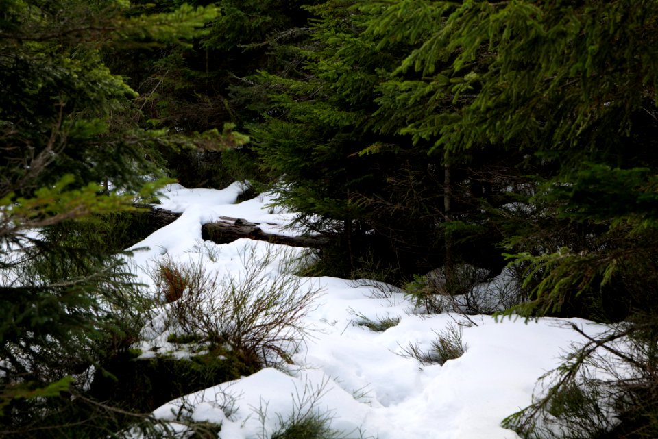 Trail on Hoher Ochsenkopf 2020-03-15 85
