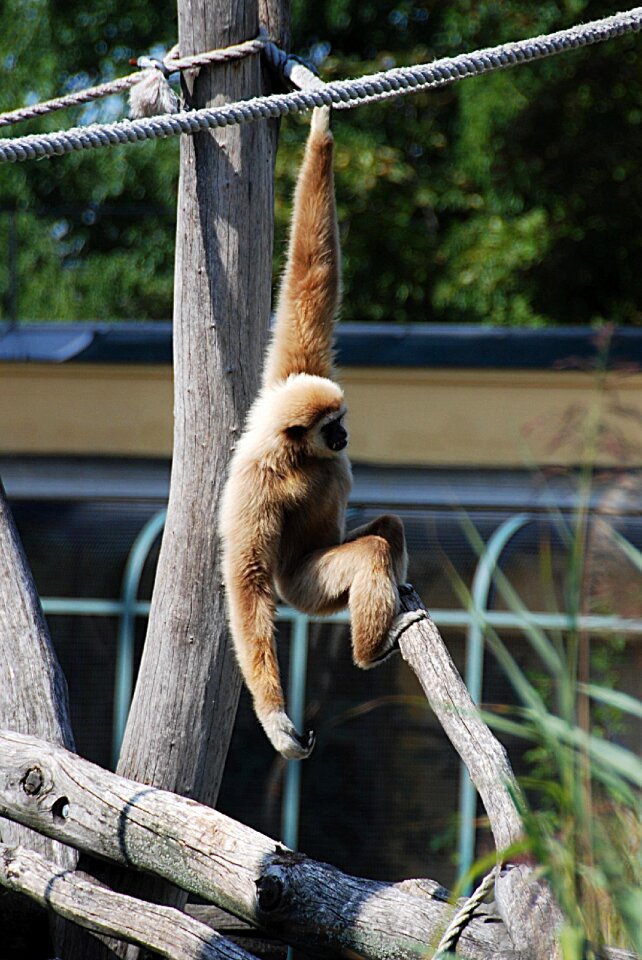 Zoo balance white-handed gibbon