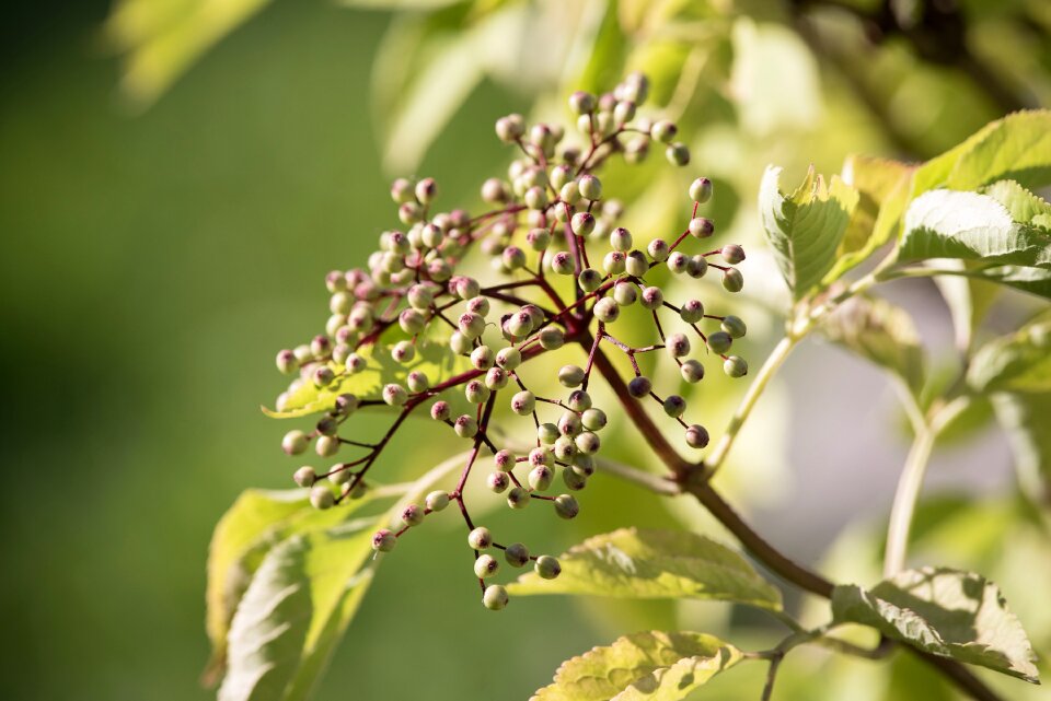 Holder bush sambucus nigra elderberries