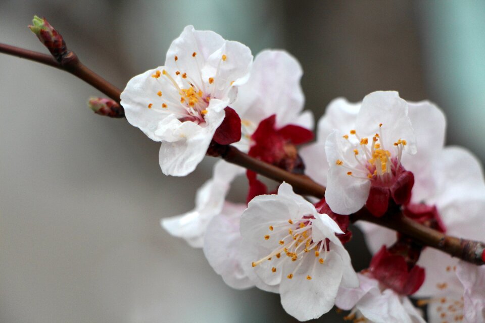 Wood cherry blossom nature