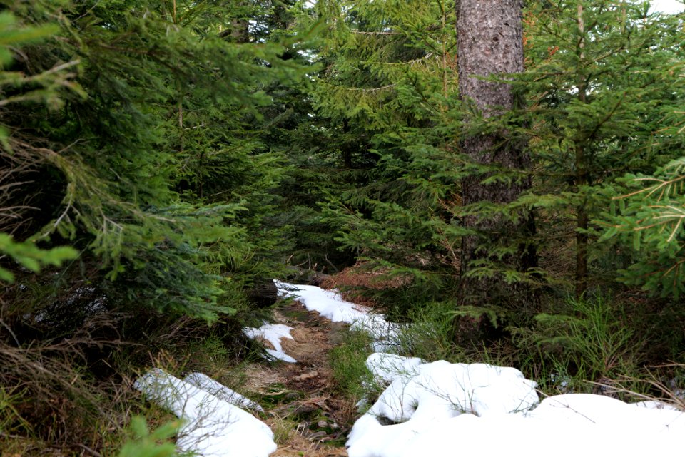 Trail on Hoher Ochsenkopf 2020-03-15 75