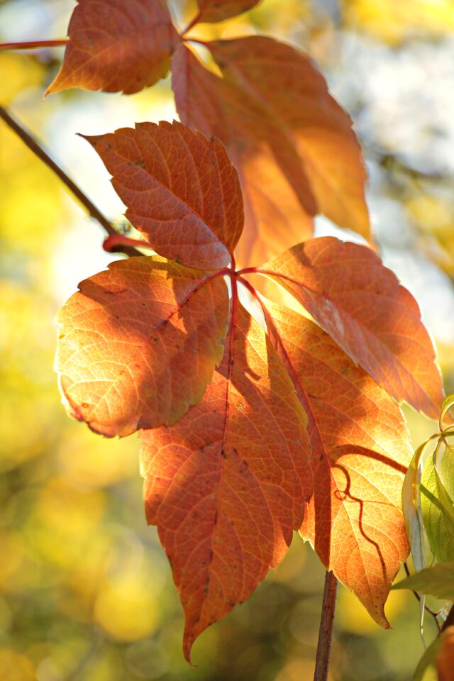 Leaves true leaves golden autumn