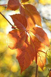 Leaves true leaves golden autumn photo