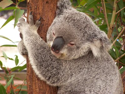 Koala australia marsupial
