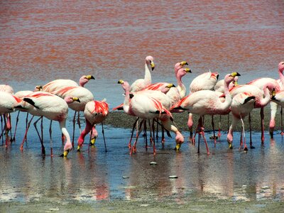 Birds water pink