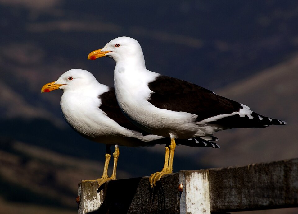 Wildlife nature seabirds