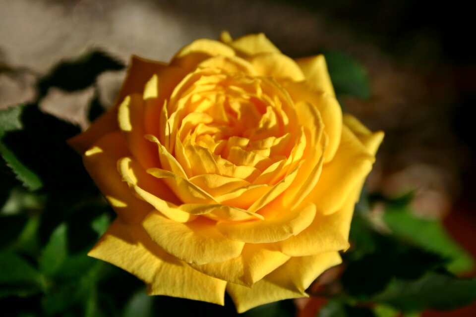 Bloom rose bloom yellow