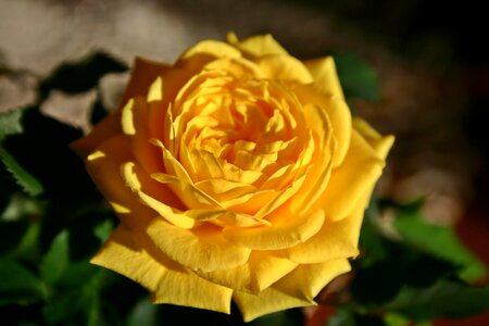 Bloom rose bloom yellow