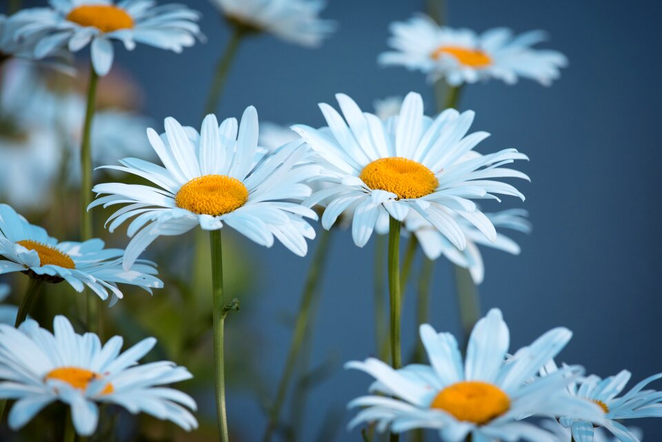 Flower white white flower